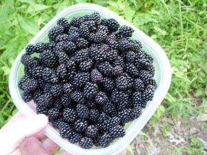 blackberries-noxubee-refuge-116